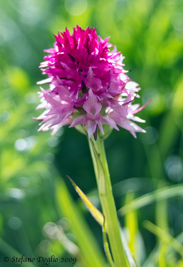 Nigritella rubra 